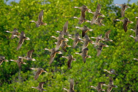 White-cheeked Pintails in flight by Ernesto Reyes. Wetlands in the Caribbean are very important to migratory ducks like Blue-winged Teal and Lesser Scaup, and resident ducks, such as the White-cheeked Pintails, shown here.