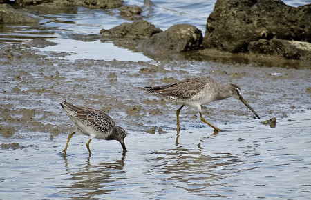 Stilt Sandpiper and Short-billed Dowitcher are 2 migratory shorebirds that depend on Caribbean wetlands to feed and rest during migration and winter. (photo by Lisa Sorenson)