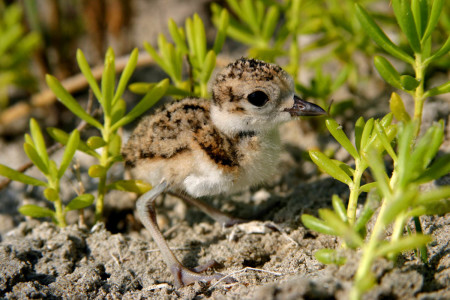 Wilson's Plover chick. This is an excellent opportunity to gain multi-species shorebird ID and monitoring experience.