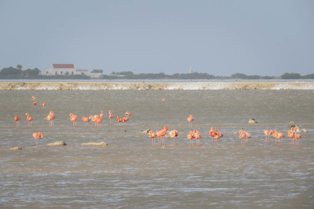 Stunningly beautiful American Flamingos which dot the stark landscape like pink flowers.