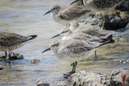 Banded Red Knot “CTK” spotted at Cargill Salt Ponds, Bonaire (photo courtesy of Fernando Simal). This bird was first captured and banded in 2004, making it at least 12 years of age. The salt ponds of Bonaire are providing a home for this and other migratory birds during the winter of 2015-2016. Western Hemisphere Shorebird Reserve Network site designation will help raise awareness about the importance of Bonaire and the Cargill Salt Facility as a haven for migratory shorebirds.