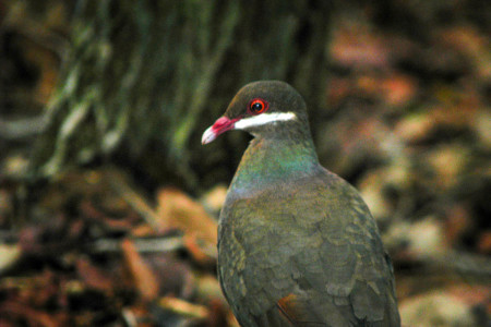 A hike up the dormant Quill volcano will bring enthusiasts in close range of the Bridled Quail-dove. (Photo by Hannah Madden)