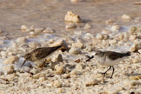 Least Sandpiper and Western Sandpiper walking on salt crystals at Cargill Salt Ponds. (photo by Jeff Gerbracht)