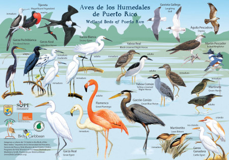 Illustrations from Raffaele's book have been used to create bird education resources on many islands.