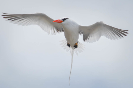 For seabird lovers, Statia is the best place in the Caribbean to see Red-billed Tropicbirds up close. (Photo by Hannah Madden)