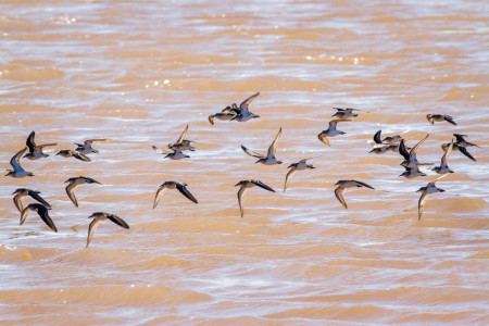 Semipalmated Sandpipers in flight. (Photo by Jeff Gerbracht)