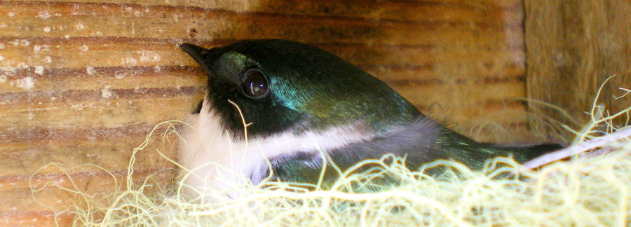 Golden Swallow female incubating her eggs