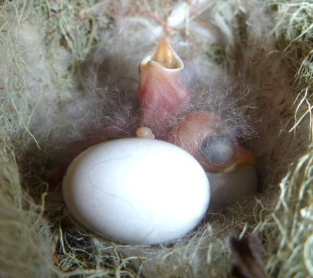 Two Golden Swallow chicks have just hatched. One begs for food, one contemplates life, and one refuses to come out; Parque Valle Nuevo, Dominican Republic, 2014. (photo by Justin Proctor)