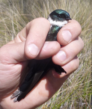 Adult female Golden Swallow in the hand