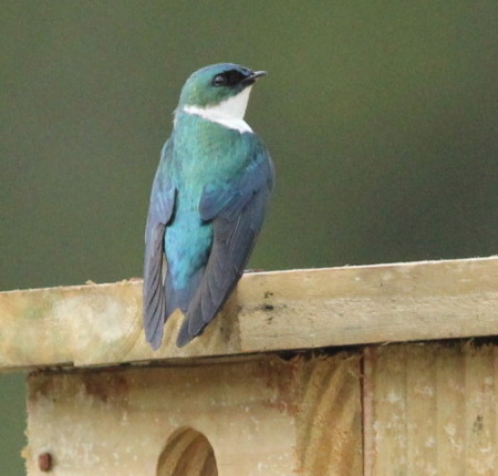 Male Hispaniola Golden Swallow