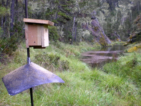 Artificial nest box - Golden Swallow