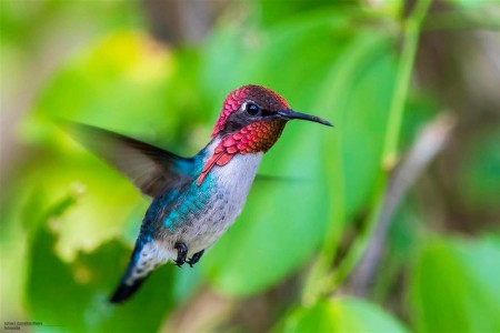 Bee Hummingbird - the world's smallest bird (photo by Aslam Ibrahim Castellan Maure)