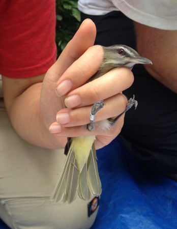 Black-whiskered Vireo in hand