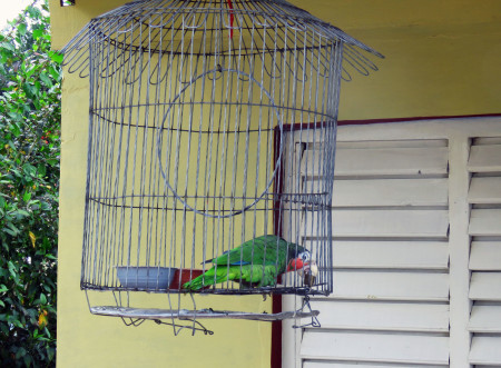 Cuban Parrots, native to the Bahamas, Cuba and the Cayman Islands are illegally captured and sold as pets or smuggled out of the country for the pet trade.