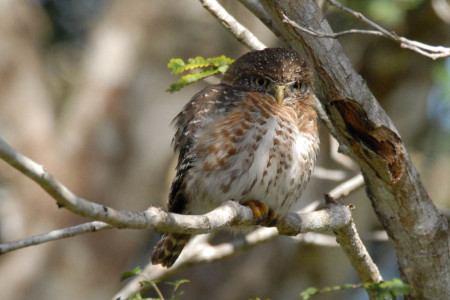 Cuban Pygmy Owl (Photo by David Hill)