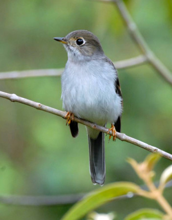 The Cuban Solitaire has a hauntingly beautiful call. (Photo by David Hill)