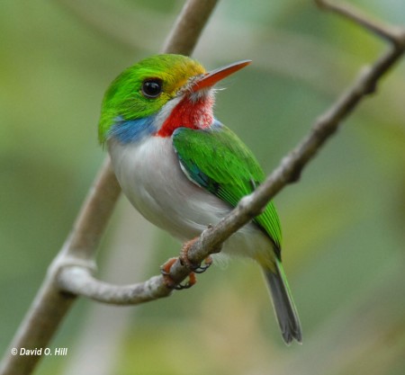 The adorable Cuban Tody - a unique beauty and huge favorite of everyone. (Photo by David Hill)