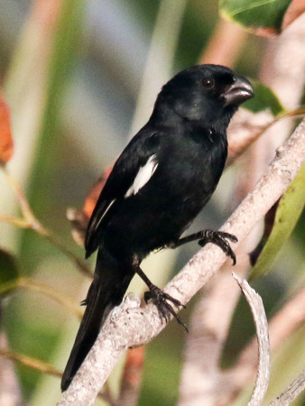 Cuban Bullfinch, another one of Cuba's 27 endemic birds. (Photo by David Hill)