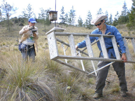 Field Assistants for Golden Swallow research