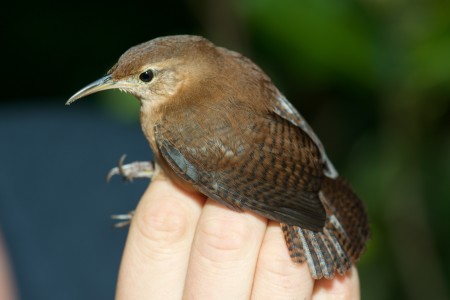 House Wren in Grenada