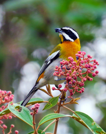 Spectacular male Western Spindales (Photo by Susan Jacobson)