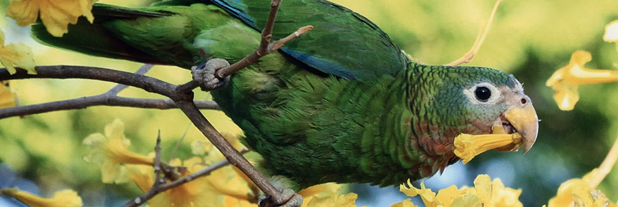 Yellow-billed Parrot by Stewart Lacy-rev
