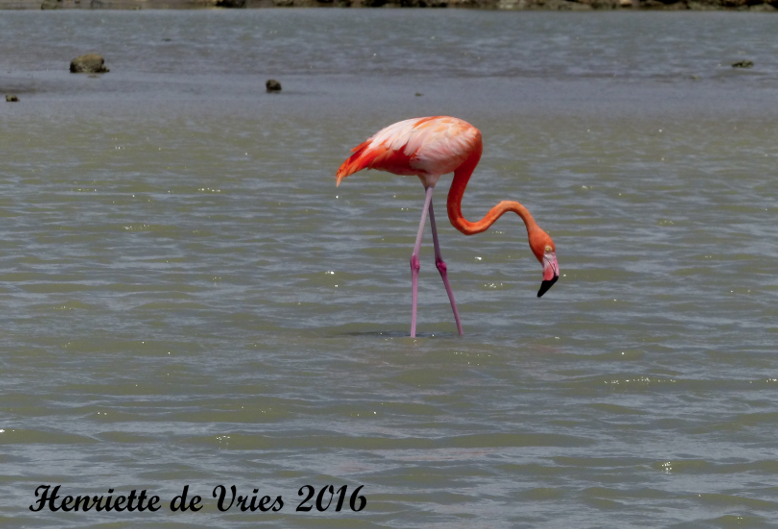 American Flamingo in Curacao, counted and photographed on Global Big Day, was part of Henriette de Vries count. (photo by Henriette de Vries)