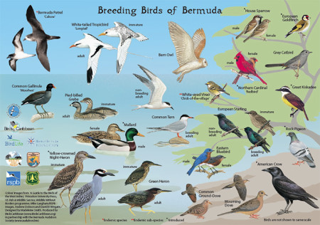 Breeding Birds of Bermuda - side 1