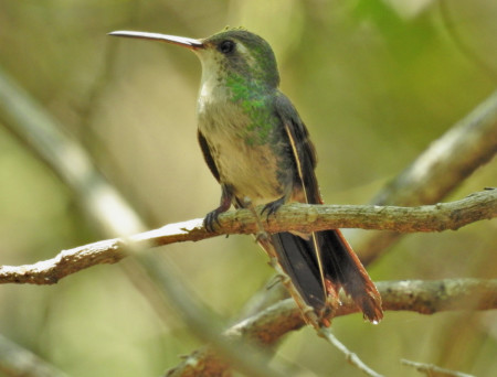 A lovely Cuban Emerald hummingbird (female), one of the species spotted by Erika Gates and her team on Global Big Day, Crabbing Bay, East Grand Bahama. (Photo by Erika Gates)