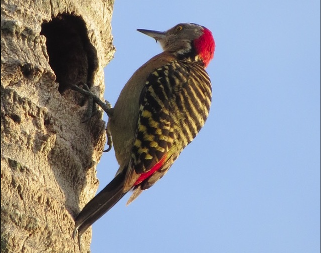 Hispaniola Woodpecker, endemic to the Dominican Republic was photographed by Michael Good in Puerto Plata, DR on his Global Big Day count.