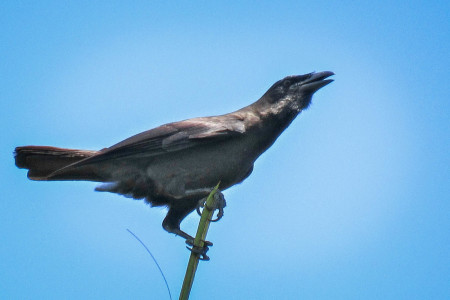 The endemic Jamaican Crow (Corvus jamaicensis) made its presence felt while perched on a slender palm frond.