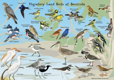 Migratory Landbirds of Bermuda-side 2-small