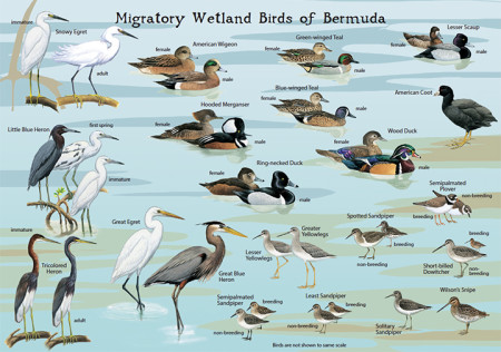 Migratory Wetland Birds of Bermuda - side 2