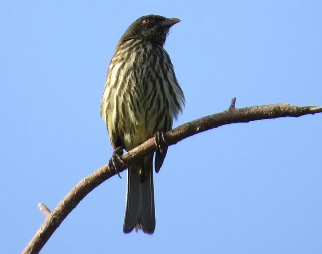 Palmchat perched on a branch, another DR endemic spotted on Global Big Day. (photo by Michael Good)