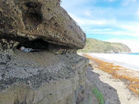 Red-billed Tropicbird nesting inside a naturally occurring cavity of the sandstone cliff on Zeelandia Beach on Statia. This is actually the least favorable site due to erosion. 