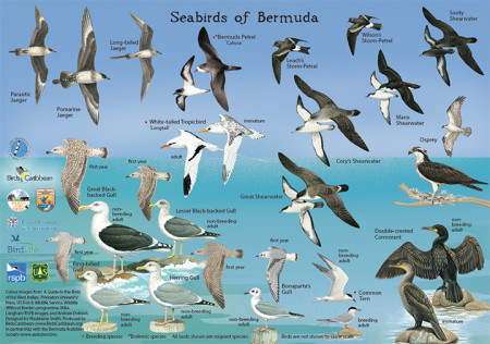 Seabirds of Bermuda-side 1-small