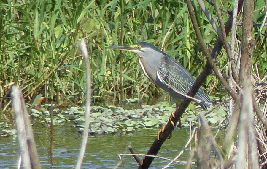 A rare Striated Heron seen by John Garrett and his team on Global Bird Day in Puerto Rico (Valle de Lajas, Lajas, PR). (Photo by John Garrett)