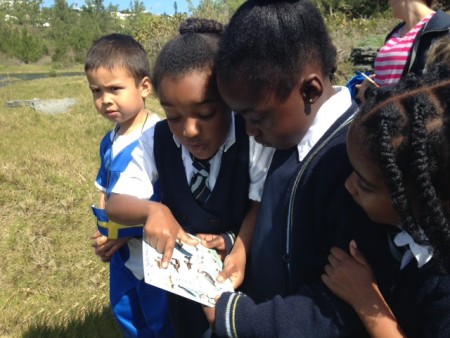 Students from Port Royal Primary School studying the ID cards during a trip to Spittal Pond Nature Reserve in Bermuda. (photo by Andrew Dobson)