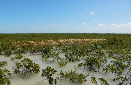 Prime beach-nesting bird habitat within mangrove wetlands. (Photo © Conservian/ R. Bjork)