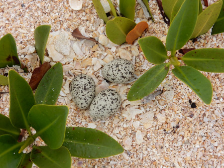 Wilson’s Plover nest. (Photo © Conservian/ Margo Zdravkovic)