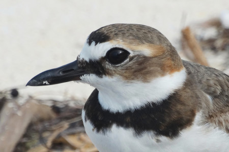 Wilson’s Plover male. (Photo © Conservian/ Scott Hecker)