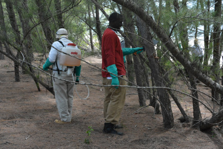 Casuarina pine training and control at Lucaya National Park, Grand Bahama Is. (Photo © Conservian/ Maureen Lilla)