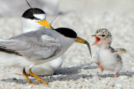 Least Tern parents feeding young. (Photo by J. Gray)