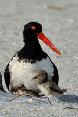 American Oystercatcher with young (Photo by J. Gray)
