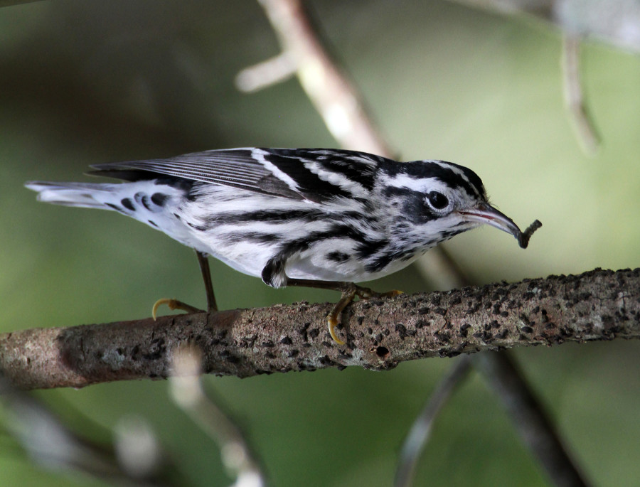 Black-and-white Warblers are one of the easiest to identify for obvious reasons. They are known also for their behavior of climbing trees upward or downward probing the bark for insects and spiders. This male was spotted foraging in the Dominican Republic. (Photo by Dax Roman).