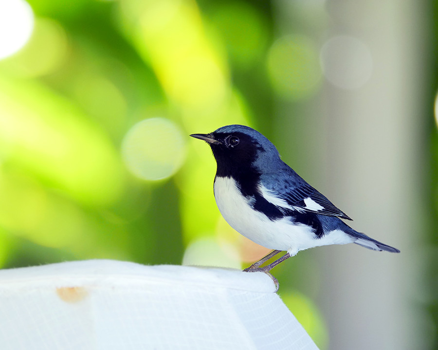 Male Black-throated Blue Warbler, overwintering at Goblin Hill Villas in Portland, Jamaica. (Photo by Stephen Shunk.)