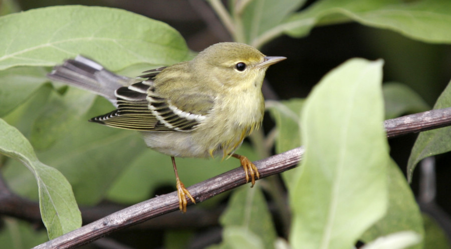 A male Blackpoll Warbler in fall migration and winter plumage, like this male seen in Guadeloupe, is rather nondescript - look for white wing bars and under tail coverts, faint side streaks and pale legs. Males in breeding plumage in spring look very different—they have a black cap and white cheek patch. (Photo by Anthony Levesque)