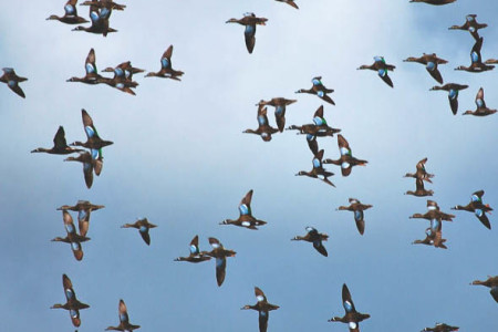 Blue-winged Teal migrate in large flocks from Canada to LIS wetland.
