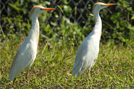 Cattle Egrets at the playing field. (photo by Erika Gates)