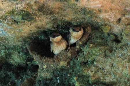 A pair of Cave Swallows looking out from their mud nest erected in an alcove of a limestone arch overhanging Jamaica’s northern coastline (photo by Justin Proctor)